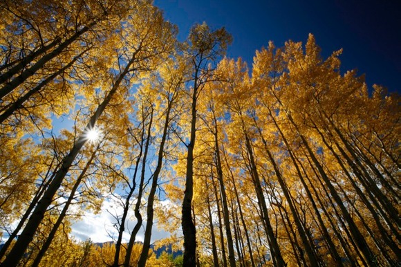 Aspen Trees,Bow Valley