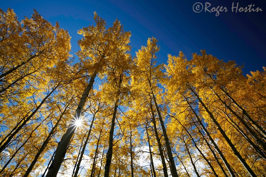 WEB 2010 09 27 Aspen Trees 395 copy