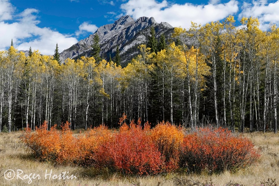 WEB 2010 09 27 Aspen Trees 111